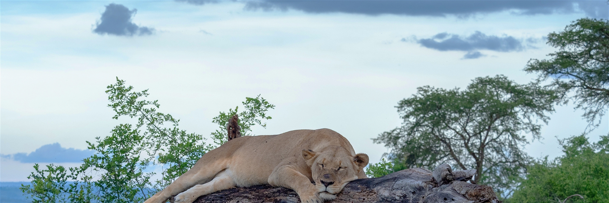 Lioness in Akagera National Park, Rwanda.