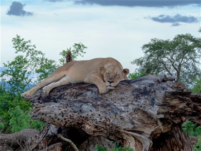 Lioness in Akagera National Park, Rwanda.