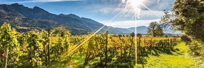 Die Weingärten der Bündner Herrschaft sind die Heimat erstklassiger Pinot Noirs – und auch einige der besten Chardonnays der Schweiz wachsen hier.