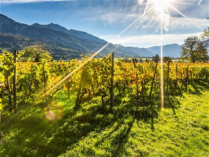 Die Weingärten der Bündner Herrschaft sind die Heimat erstklassiger Pinot Noirs – und auch einige der besten Chardonnays der Schweiz wachsen hier.