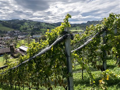 Das Weingut am Steinig Tisch wird von Roman Rutishauser in dritter Generation geführt.