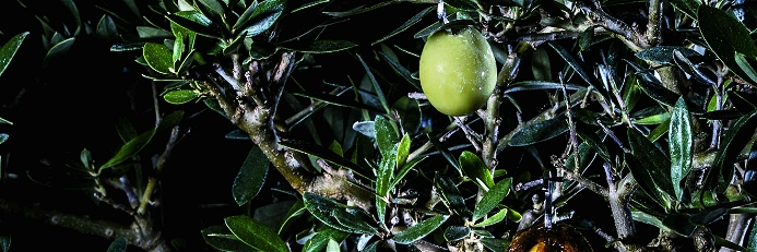 Die Oliven werden auf einem Bonsai-Olivenbaum serviert.