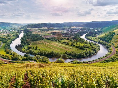 Das Weingut van Volxem: In der Saar-Schleife bei Wiltingen wachsen einige der besten Weine des namhaften Weinguts.