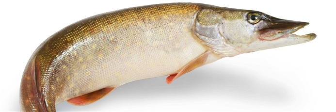 Einer der tollsten Fische des Süßwassers: der Hecht.