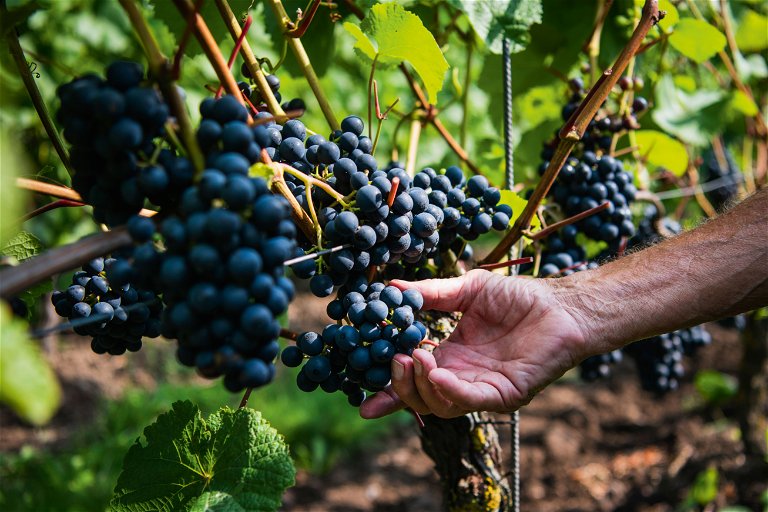 Die blauen Trauben reifen in Südschweden bereits sehr gut: Weingarten von Flaedie in der Region Skane.