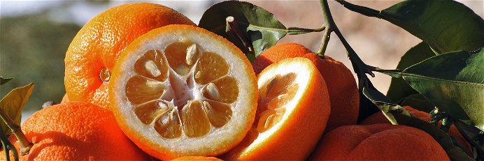 Seville oranges achieve a seductive balance of sweet and sour notes.