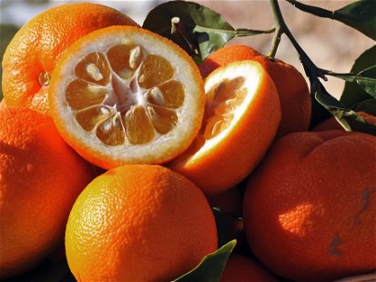 Seville oranges achieve a seductive balance of sweet and sour notes.
