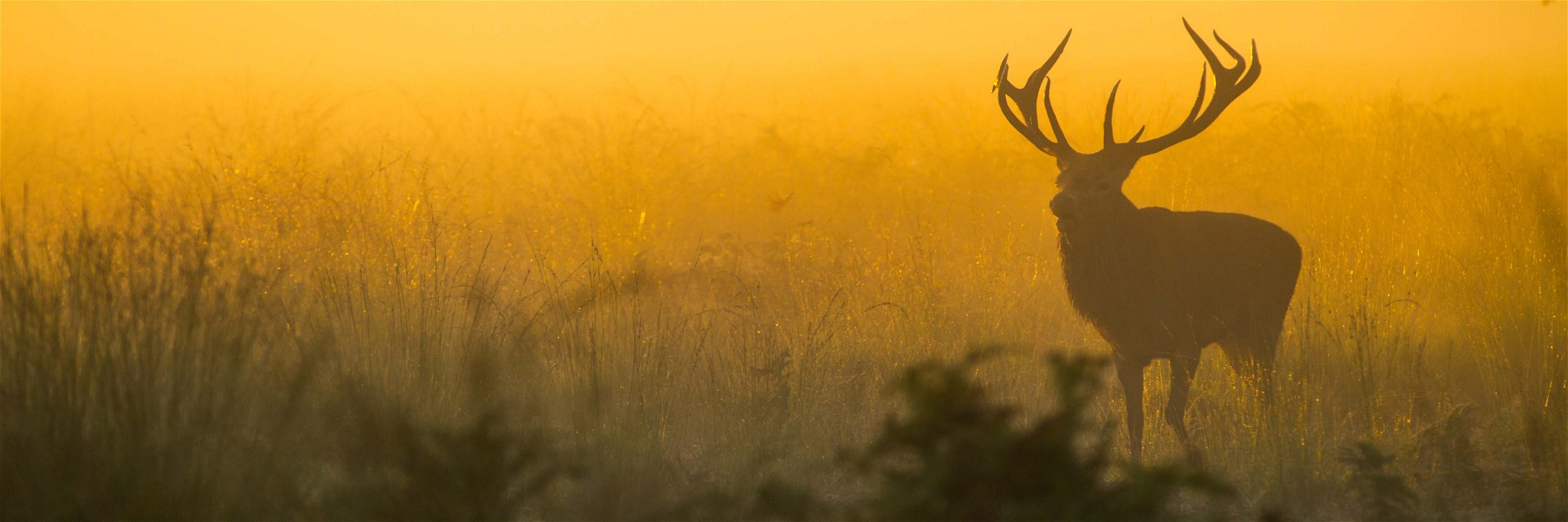 Die Jagd – eine nachhaltige Tradition.&nbsp;