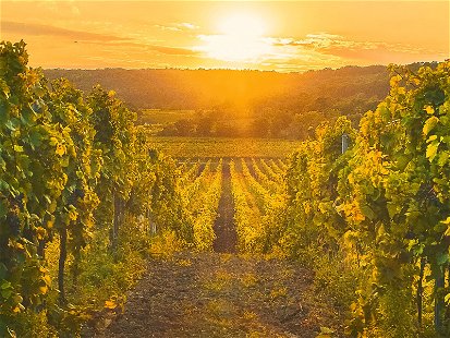 Die sonnenverwöhnten Hänge am Leithaberg bringen im Zusammenspiel mit dem Klima am Neusiedler See beste Weinqualitäten hervor.