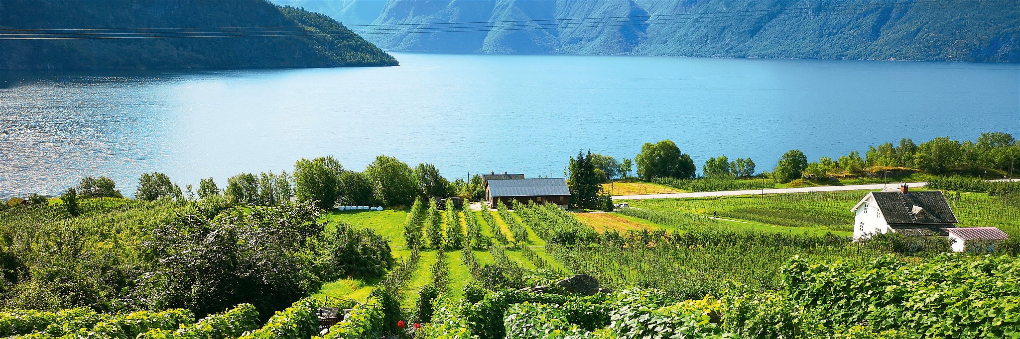 Blick über die Weingärten von Slinde Vineyards im norwegischen Sognefjord.
