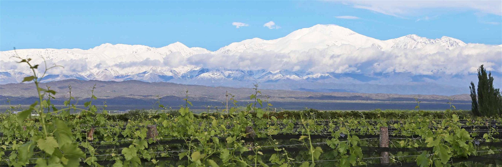 Die Reben vom Weingut Alpamanta werden biologisch bewirtschaftet.
