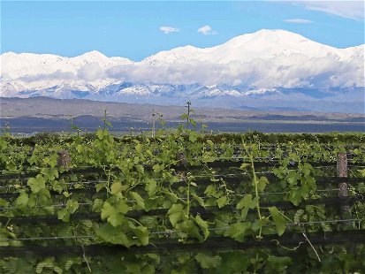 Die Reben vom Weingut Alpamanta werden biologisch bewirtschaftet.