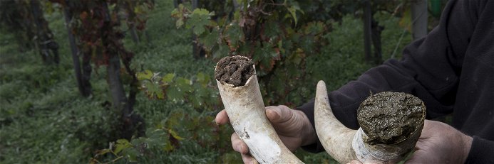 Im Herbst müssen Weinbauer, dem biologisch-dynamischen Ansatz folgend, Kuhhörner vergraben.