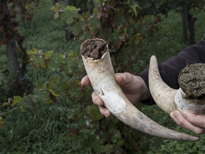 Im Herbst müssen Weinbauer, dem biologisch-dynamischen Ansatz folgend, Kuhhörner vergraben.