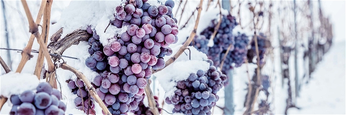 Bei zu milden Temperaturen treiben die Weinreben aus.