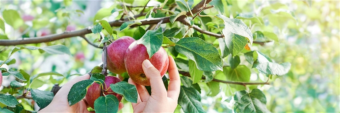 Jeder Deutsche isst pro Jahr durchschnittlich über 24 Kilogramm Äpfel.