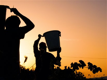 Naturwein – Wein aus natürlich produzierten Trauben und ohne Eingriffe im Keller – ist weltweit gefragt. Das ist zu einem Gutteil der skandinavischen Spitzengastronomie zu verdanken.