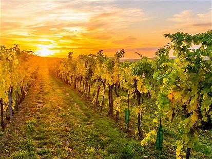 Die Weinkellerei Toifl vinifiziert für Lidl feine Weine aus Niederösterreich und dem Burgenland.