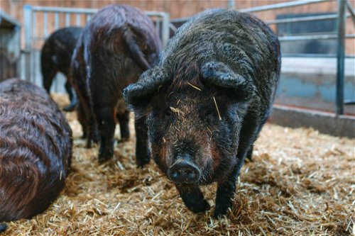 Newcomer: Das Noirlitza vulgo Nordisches Wollschwein wurde in Norddeutschland aus drei alten Rassen gezüchtet.&nbsp;