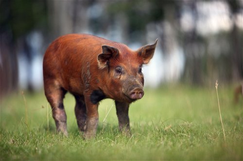 Altstar: Das Duroc-Schwein hat ein rotes Fell und dunkelrotes, zartes Fleisch.