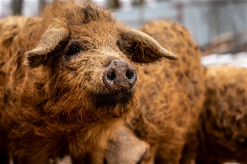 Mangalitza-Schweine stammen ursprünglich aus Ungarn. Sie sind die bekannteste der Wollschweine-Arten und werden vor allem für ihren Speck geschätzt.
