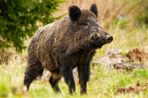 Wildschweine sind die Vorfahren aller heute bekannten Schweinerassen, da früher Hausschweine zur Futtersuche in den Wald getrieben wurden und sich da munter mit ihren wilden Verwandten paarten.