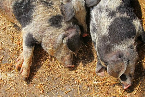 Erfreuen sich aufgrund ihres geschmackvollen Fleisches wieder zunehmender Beliebtheit: Turopolje-Schweine.