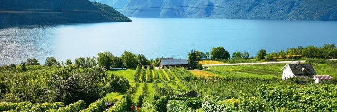 Slinde Vineyards, Sognefjord, Norway.