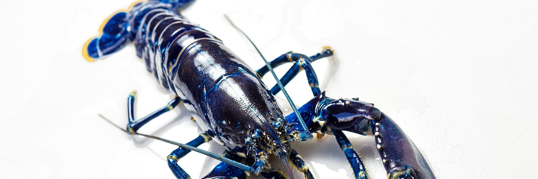 Only one in two million lobsters is blue.