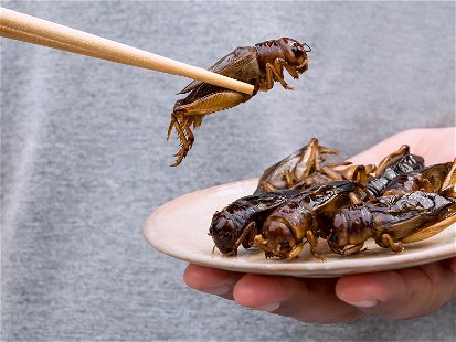 Laut der Ernährungs- und Landwirtschaftsorganisation der Vereinten Nationen essen zwei Milliarden Menschen weltweit Insekten.