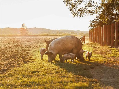 Bereits in der Jungsteinzeit begann die Zähmung der Schweine durch den Menschen. Daraus entwickelte sich das Hausschwein, das mit dem Wildschwein&nbsp;bis vor etwa 200 Jahren die einzige&nbsp;Schweine-Art auf der Welt war.