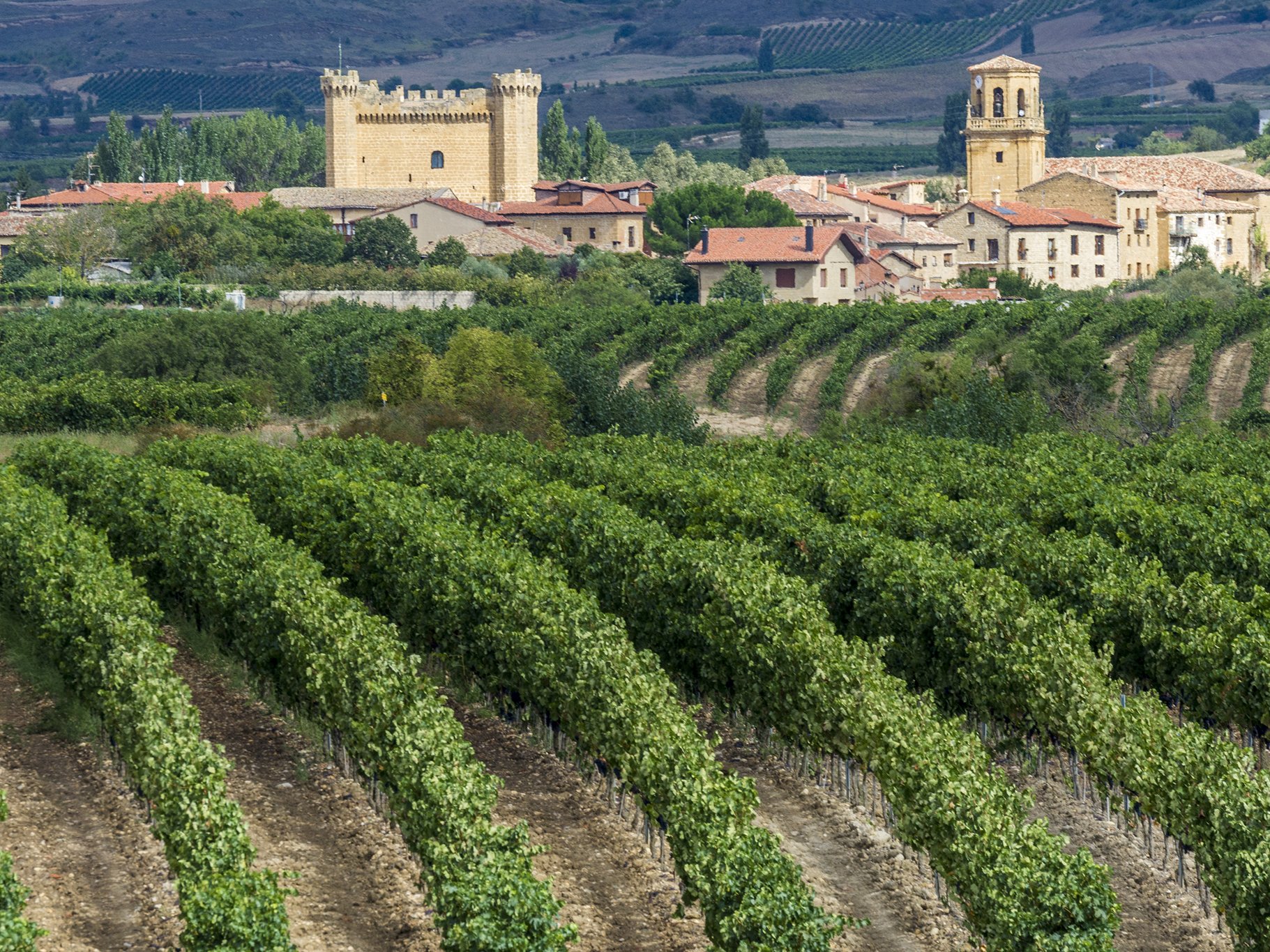 Vineyard near Sajazarra, La Rioja, Spain.