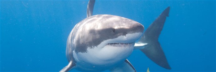Weltweit gibt es nur noch rund 4.000 weiße Haie.