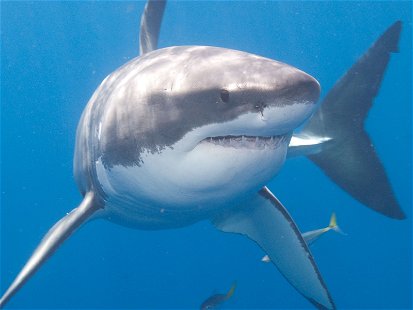 Weltweit gibt es nur noch rund 4.000 weiße Haie.