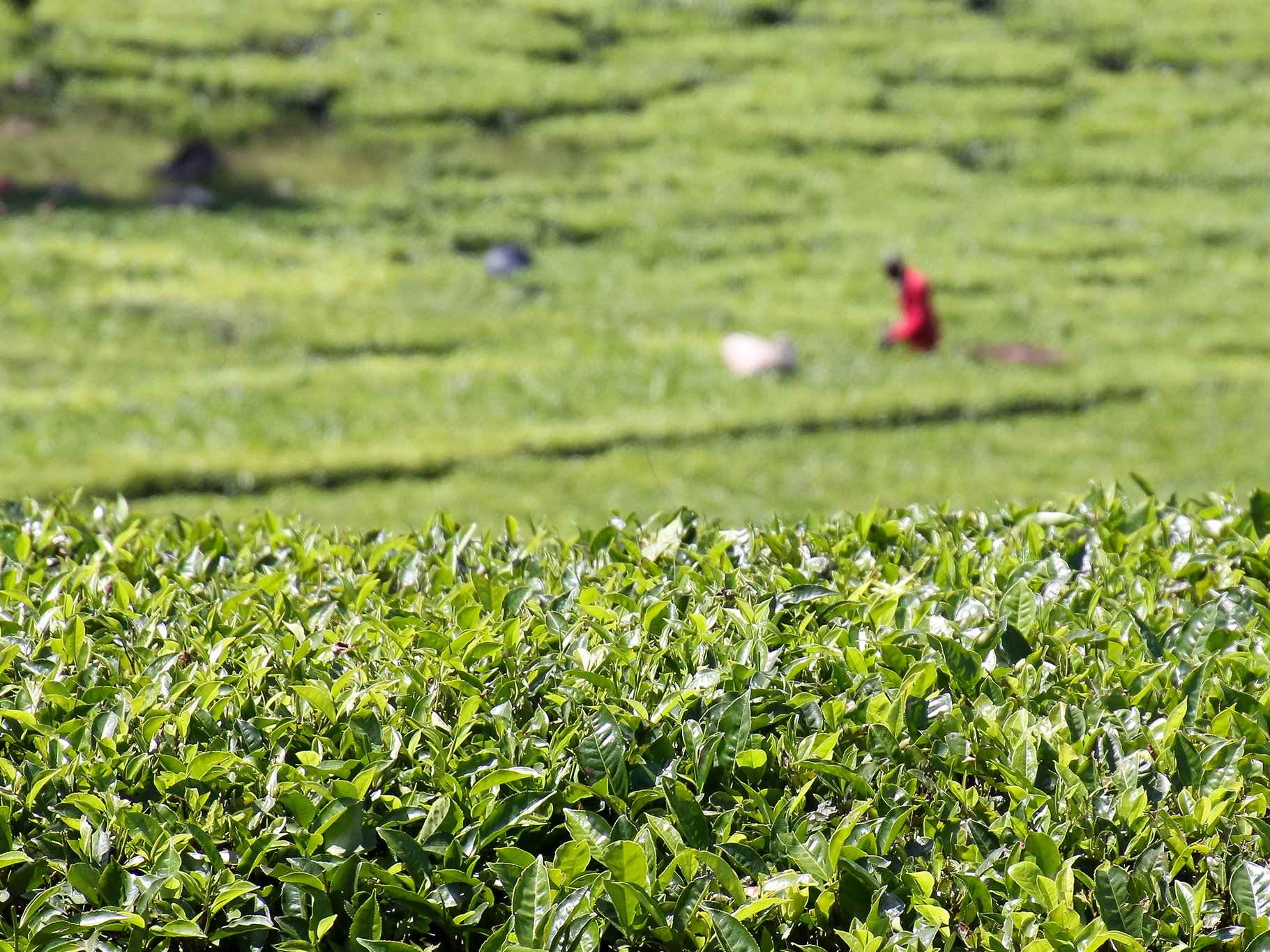 Tea harvest at Kericho, Kenya.