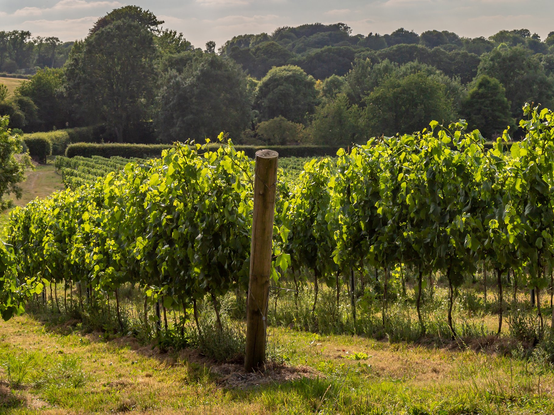Vineyard in Sussex.