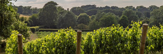 Vineyard in Sussex.