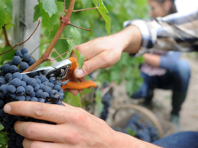 Wine harvest in France.