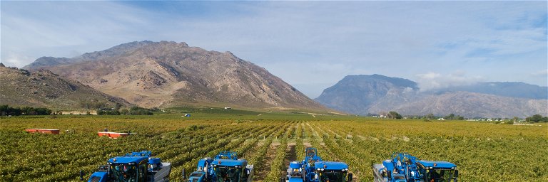 Wine harvesting near Cape Town, South Africa.