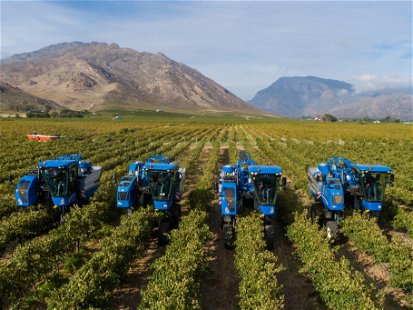 Wine harvesting near Cape Town, South Africa.
