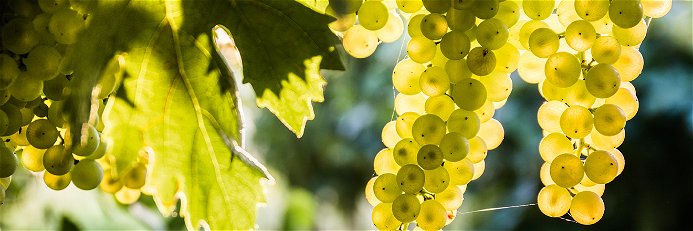 Sauvignon Blanc begeistert Weinnovizen und Profis