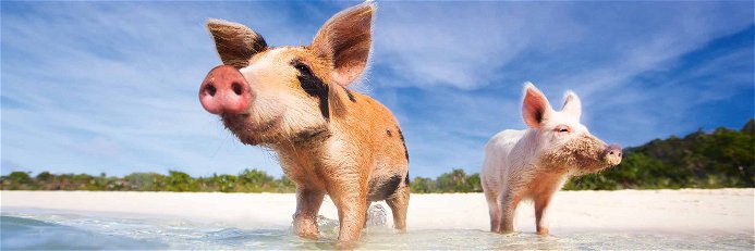 Schwimmen mit Schweinen an einem karibischen Traumstrand? Alleine das lohnt den Ausflug zum Pig Beach auf der zu den Bahamas gehörenden Exumas-Inselgruppe.