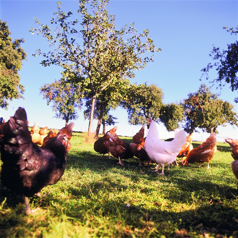 Hennen in Freilandhaltung: Betriebe, die sich auf Masthühner in dieser Haltungsform spezialisiert haben, benötigen mindestens 10.000 Hühner, um wirtschaftlich arbeiten zu können.