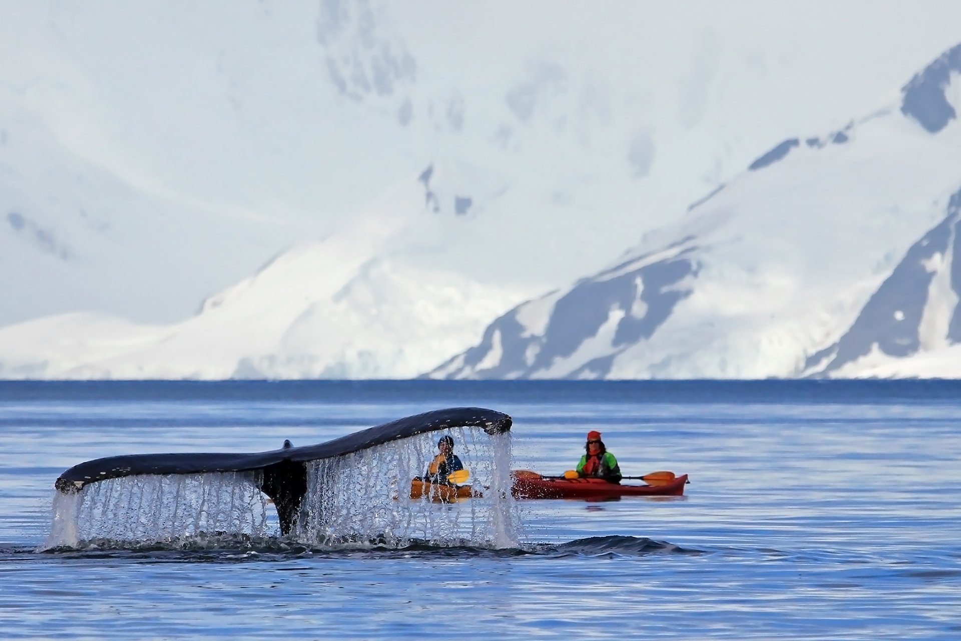 Humpback whale tail with kayak at Antarctic Peninsula
