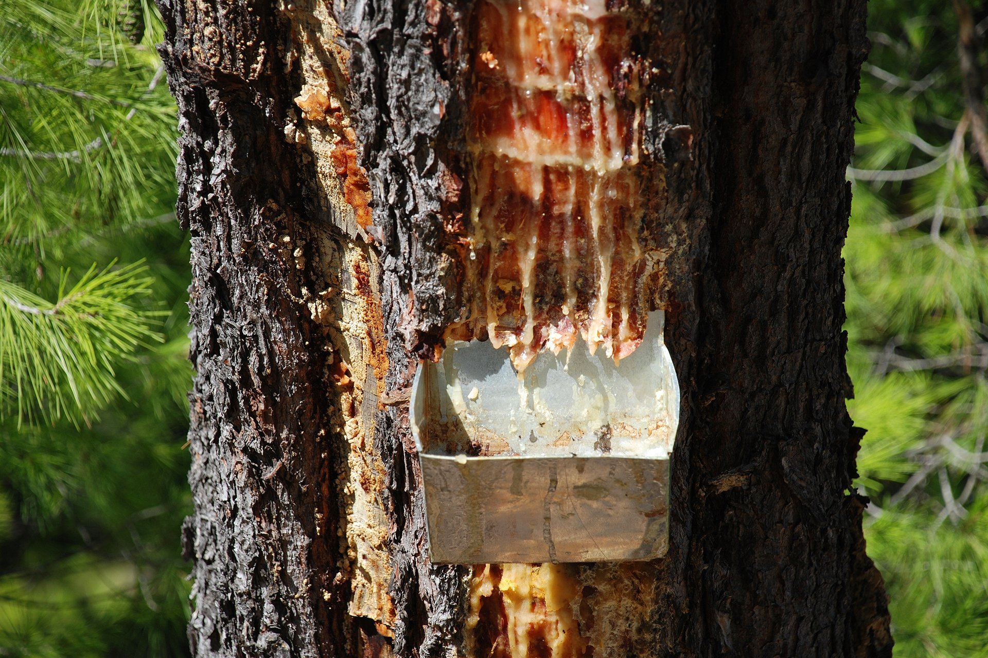 Collecting pine resin from a tree.