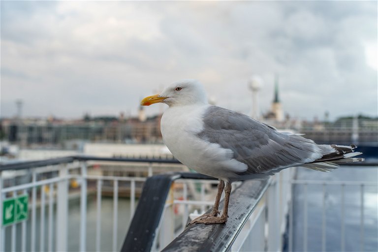 Seagull at Tallinn harbour.