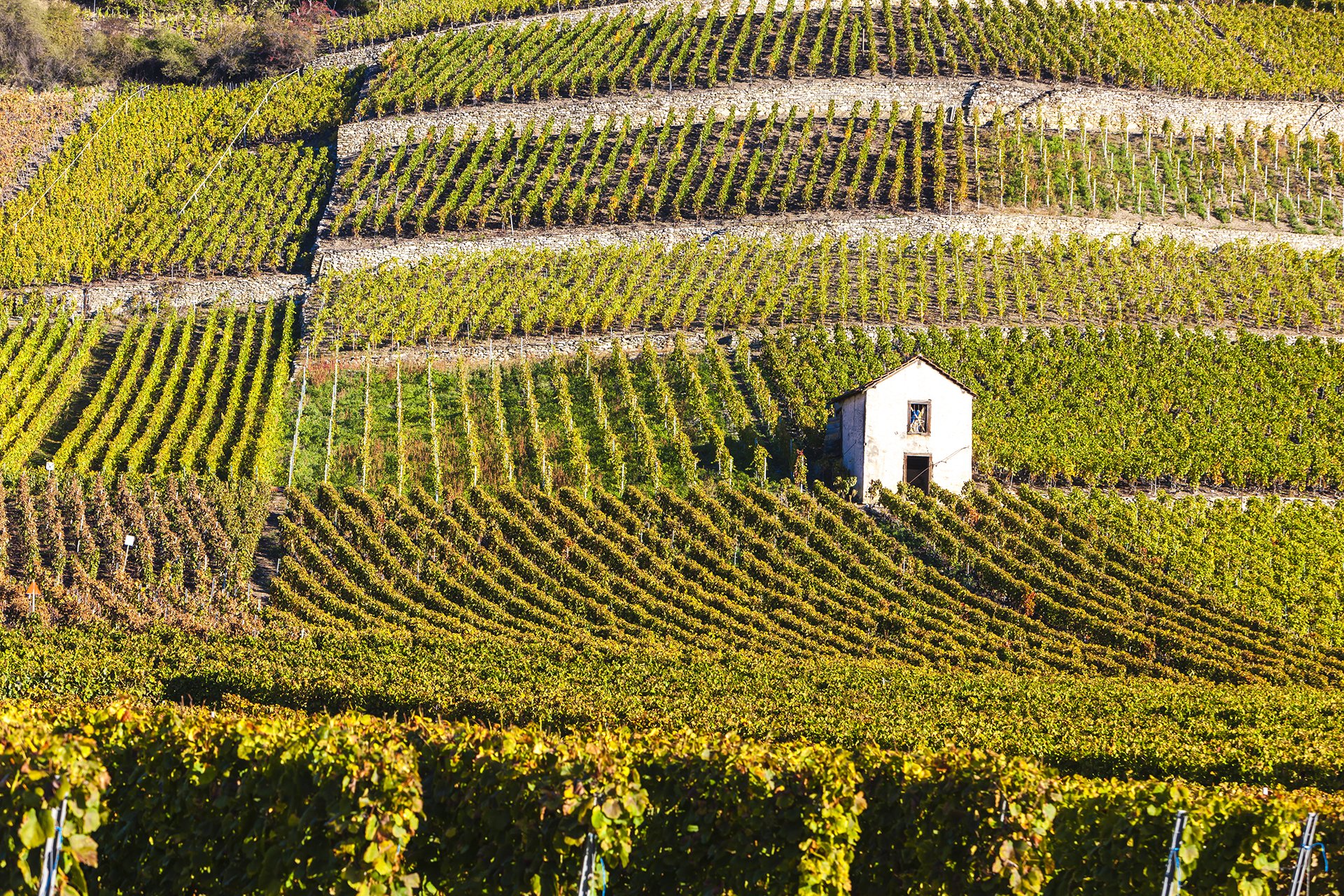 Vineyards in Canton Valais, Switzerland