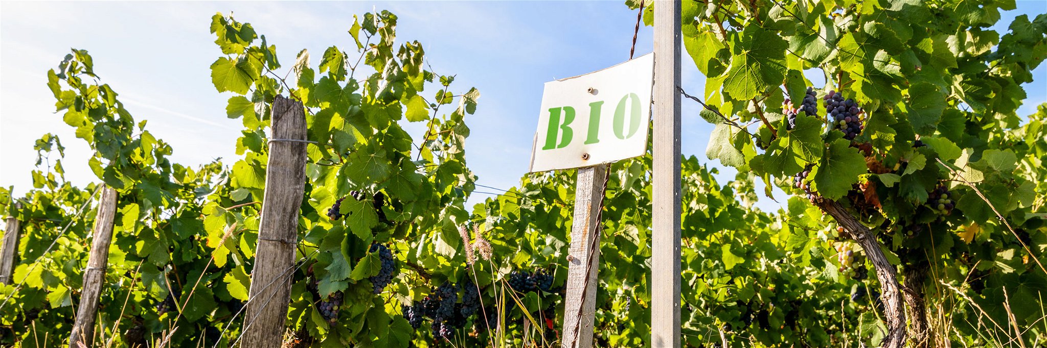 In manchen Weinbauregionen in Deutschland beträgt der Anteil von biozertifizierten Winzern bereits rund 20 Prozent.