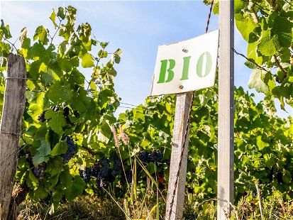 Low angle view of rows of organic grapevine in a Champagne vineyard with a white sign on a wooden post reading BIO for "biologique", the french word for organic.