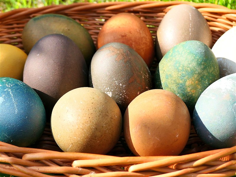 In Deutschland werden rund 19 Milliarden Eier pro Jahr verspeist.